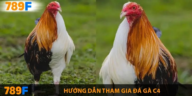 Gà Peru - nguồn gốc, “bản đồ” chuồng trại & playbook 28 ngày 2 Hướng dẫn tham gia đá gà C4