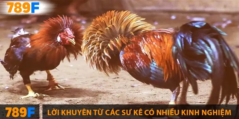 Gà Peru - nguồn gốc, “bản đồ” chuồng trại & playbook 28 ngày 3 Lời khuyên từ các sư kê có nhiều kinh nghiệm
