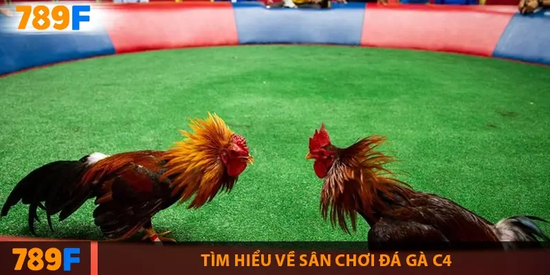 Gà Peru - nguồn gốc, “bản đồ” chuồng trại & playbook 28 ngày 1 Tìm hiểu về sân chơi đá gà C4