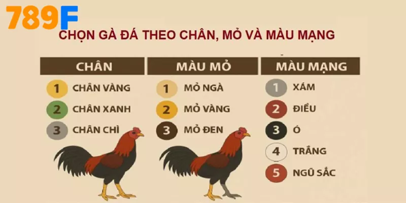 Gà Kelso - nguồn gốc, ưu – nhược điểm và cách nuôi chuẩn 2025 3 FAQs về “Màu mạng gà đá”